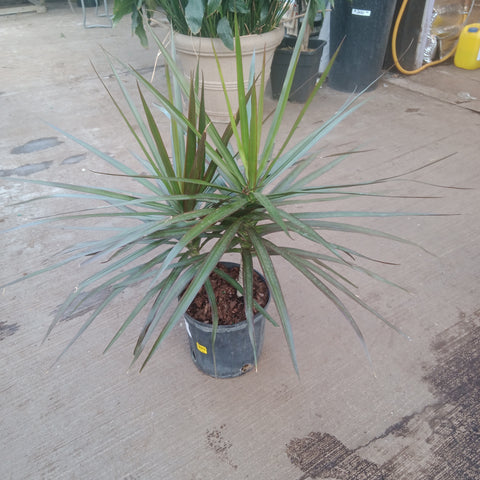 Dracaena - “Magenta Bush” (10”)