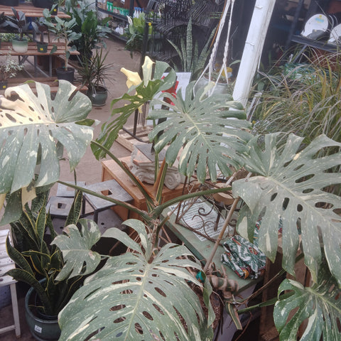 Monstera - 