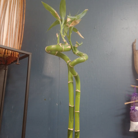 Lucky Bamboo - “Assortment”