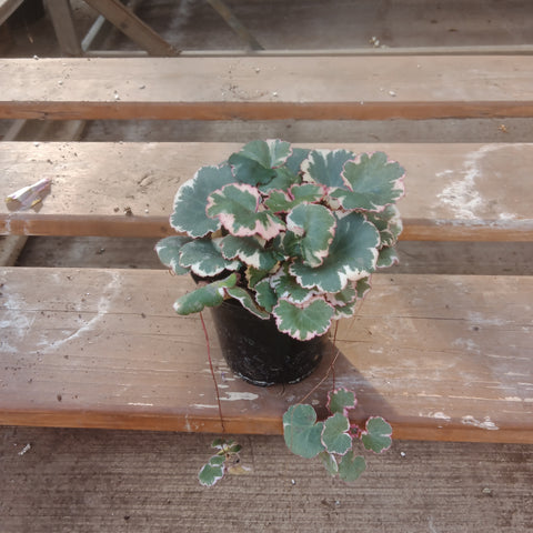 Begonia - 