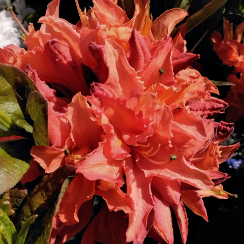 Azalea - “Mandarin Lights” (2Gal)