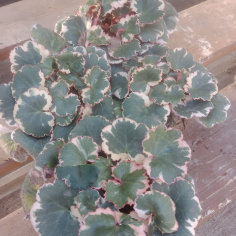 Begonia - 