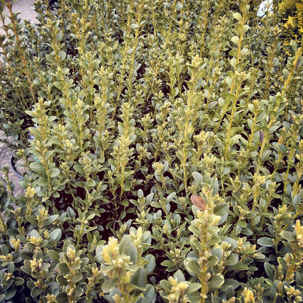 Boxwood 