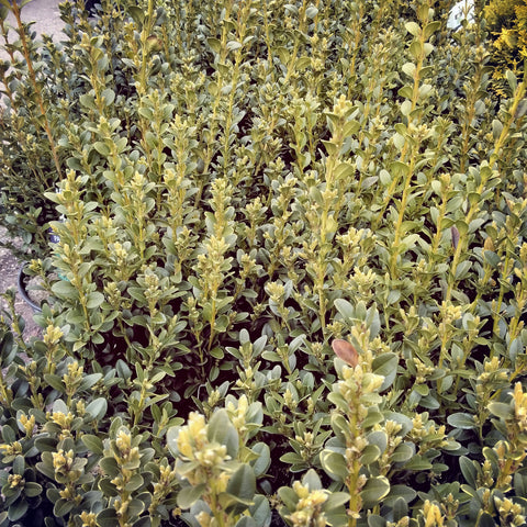 Boxwood 