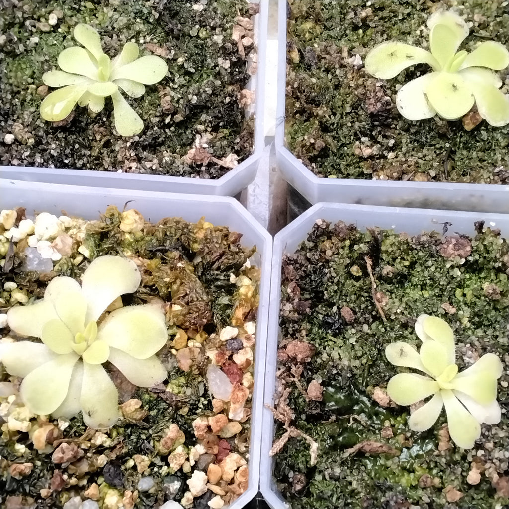 Carnivorous Plant - 