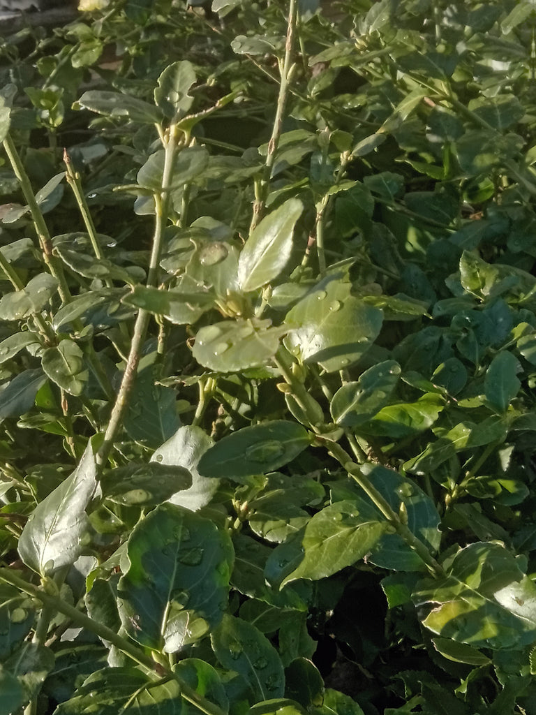 Euonymus - “Sarcoxie