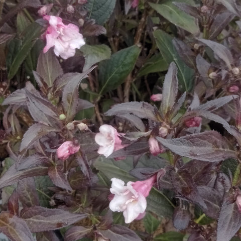 Weigela Reblooming - “Sonic Bloom: Wine” (2Gal)