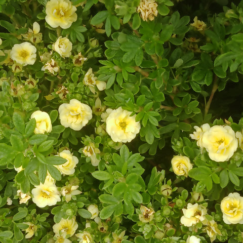 Potentilla - 