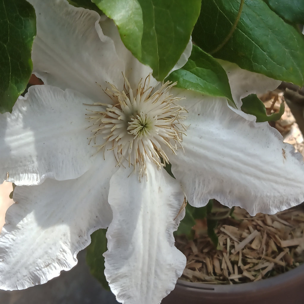 Clematis - 