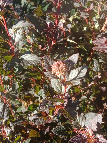 Ninebark - 