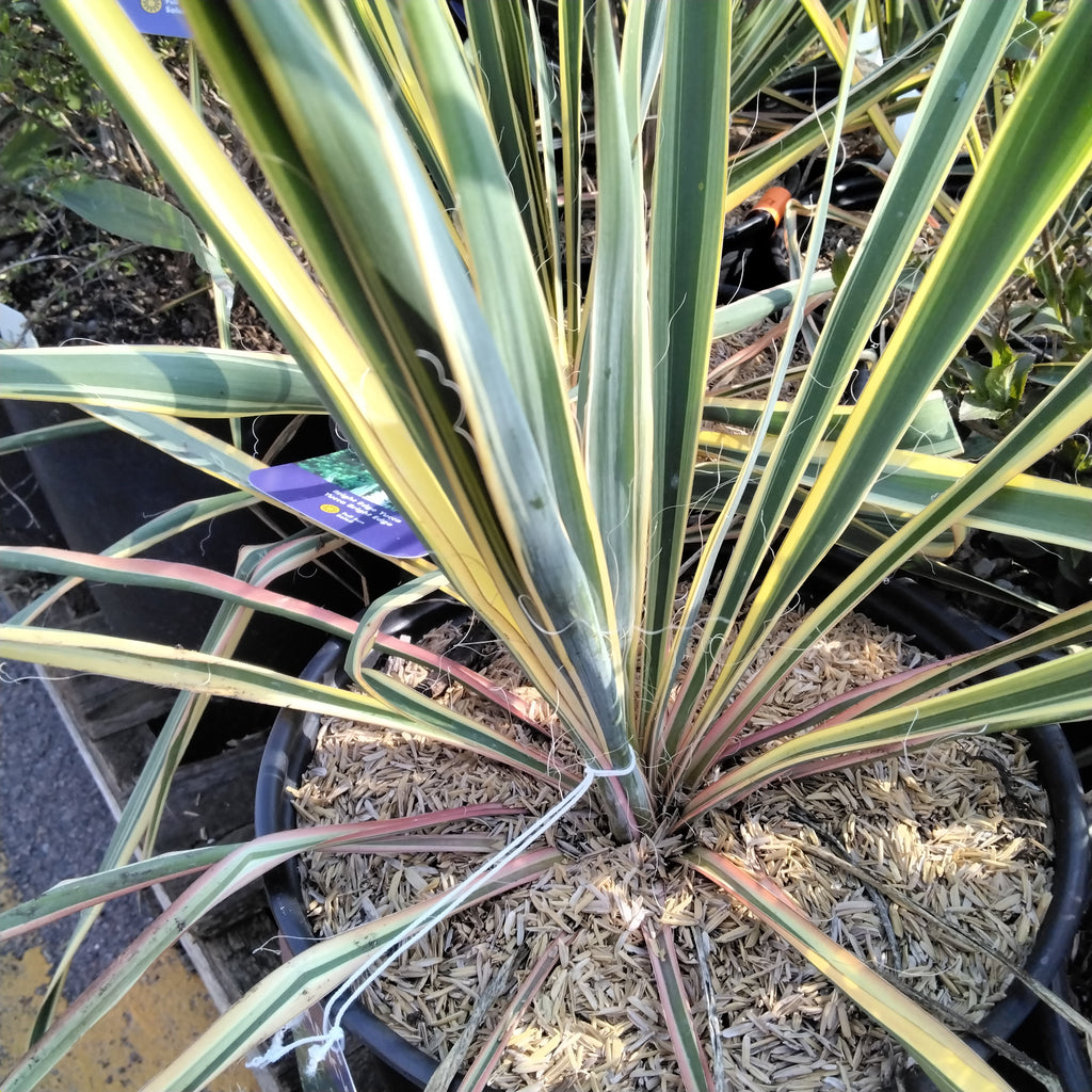 Yucca - “Bright Edge” (2Gal)