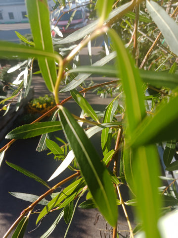 Weeping Willow - “Purpleosier” (5Gal)