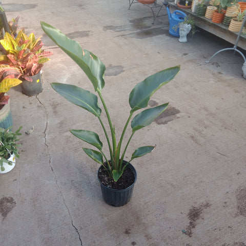 Bird Of Paradise 10