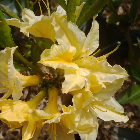 Azalea - 