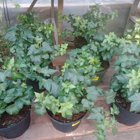 English Ivy 6