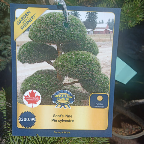 Pine - 