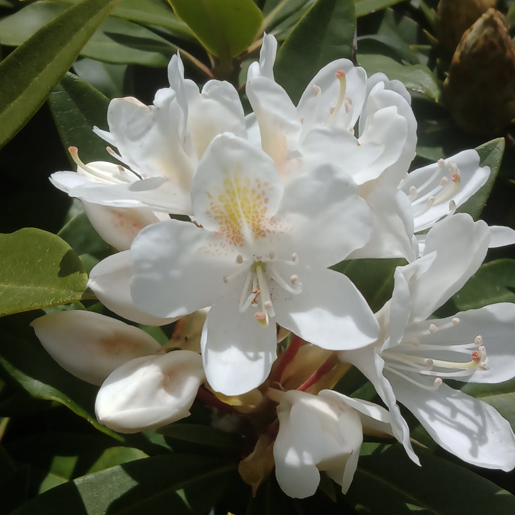 Rhododendron 'Chionoides' (3 gal)