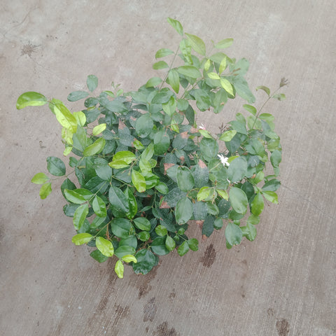 Jasmine - 