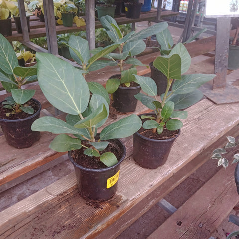 Ficus - “Audrey” (4