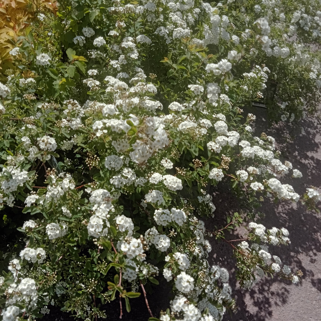 Bridalwreath Spirea