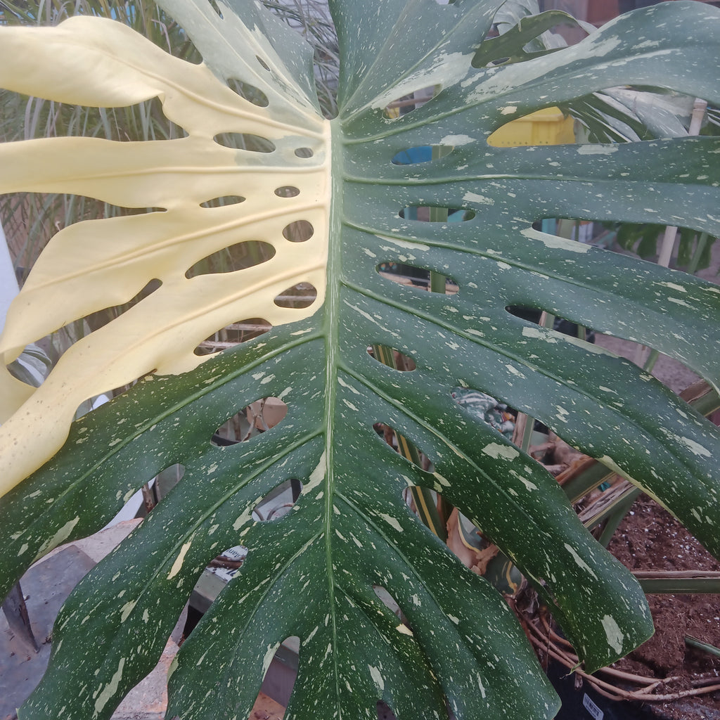 Monstera - 