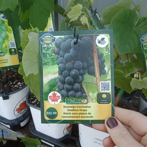 Grape - 