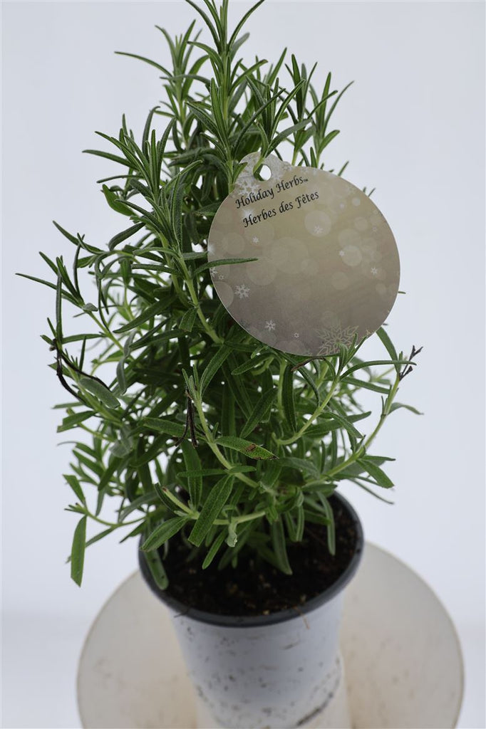 Rosemary Tree 4