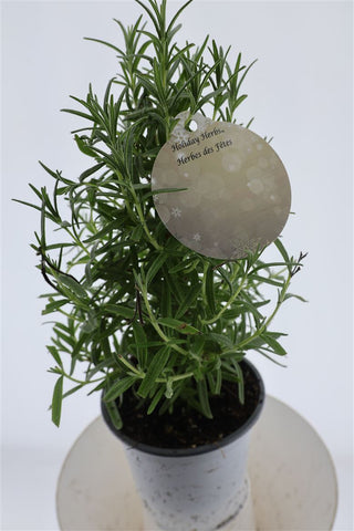 Rosemary Tree 4