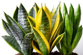 Sanseveria - 