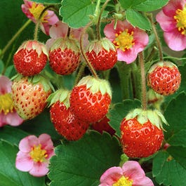 Strawberry - 