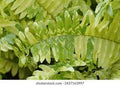 Fern - 