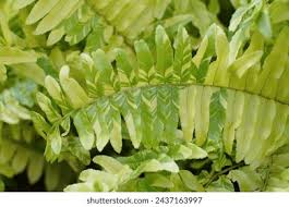 Fern - 