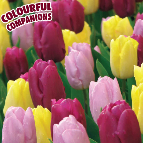 Pack Bulbs - 
