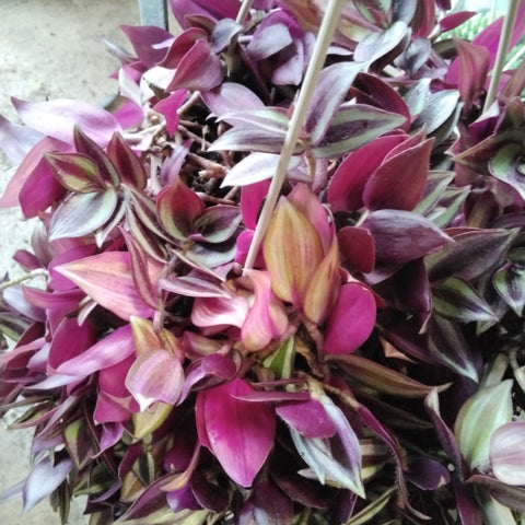 Tradescantia Zebrina  GROWN IN HOUSE