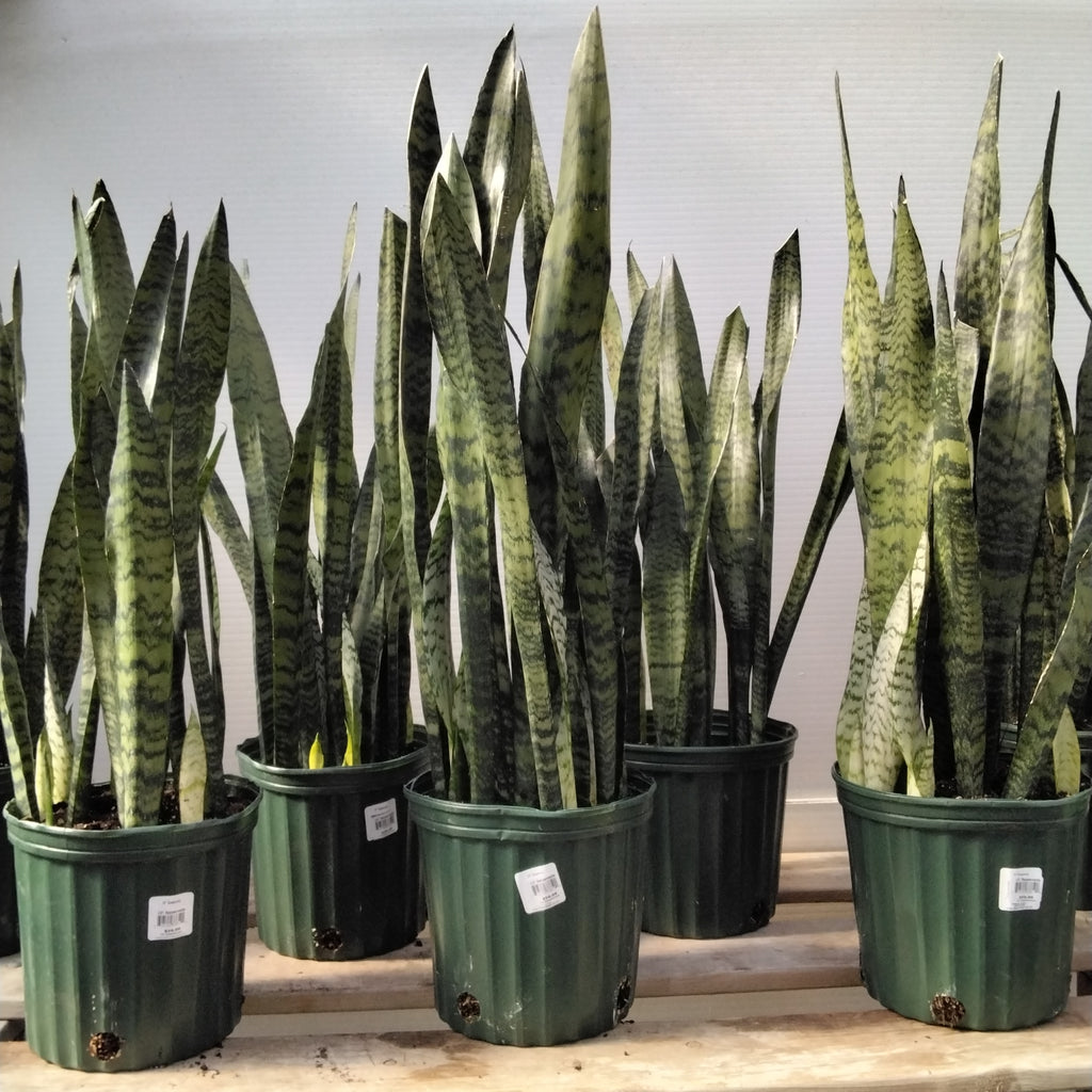 Snake Plant - 