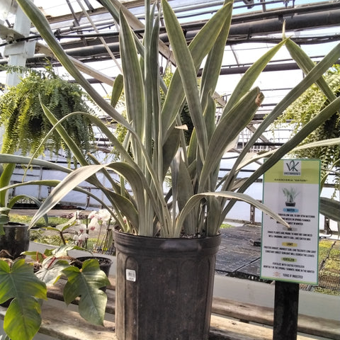 Snake Plant - 