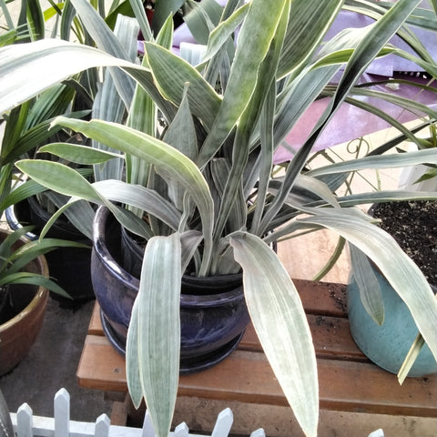 Snake Plant - 