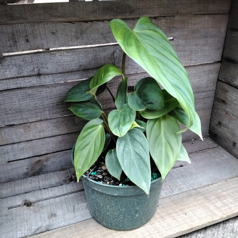 Philodendron - 