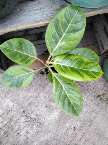 Ficus Altissima 10inch