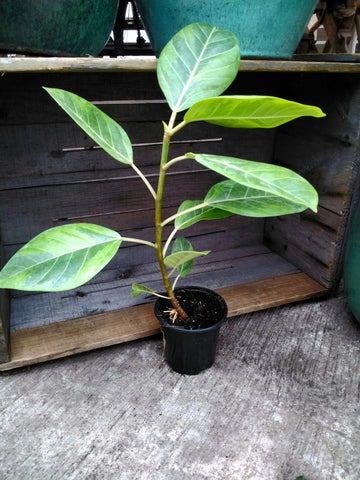 Ficus Altissima 10inch