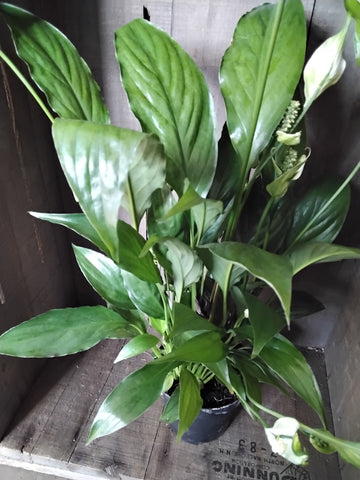 Peace Lily - 