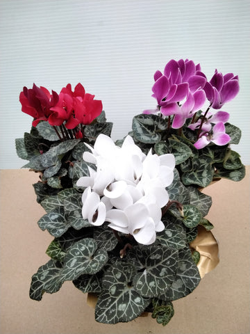 Indoor Flower - 