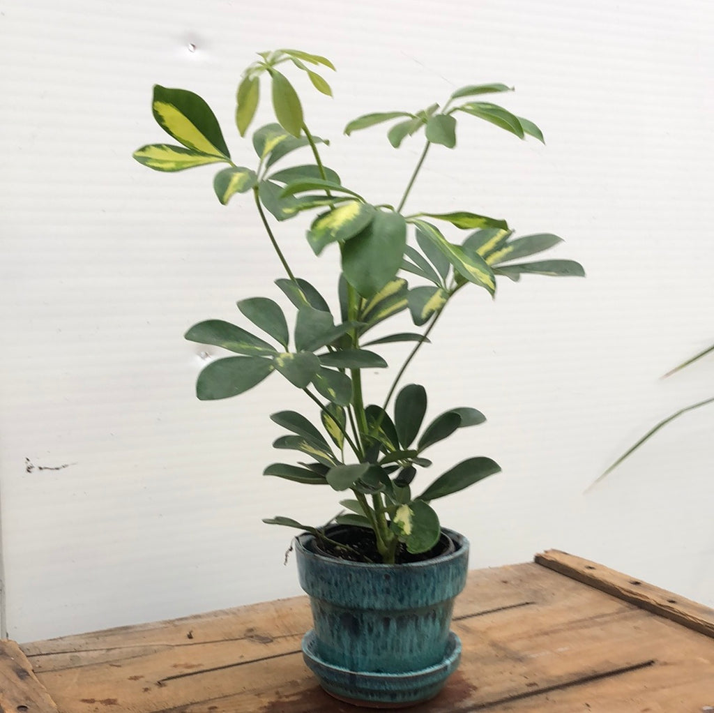 Umbrella Tree - 