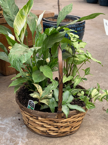 Gift Baskets - Houseplant
