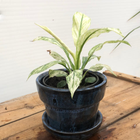 Spathiphylum  Variegated 