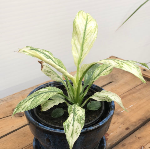 Spathiphylum  Variegated 