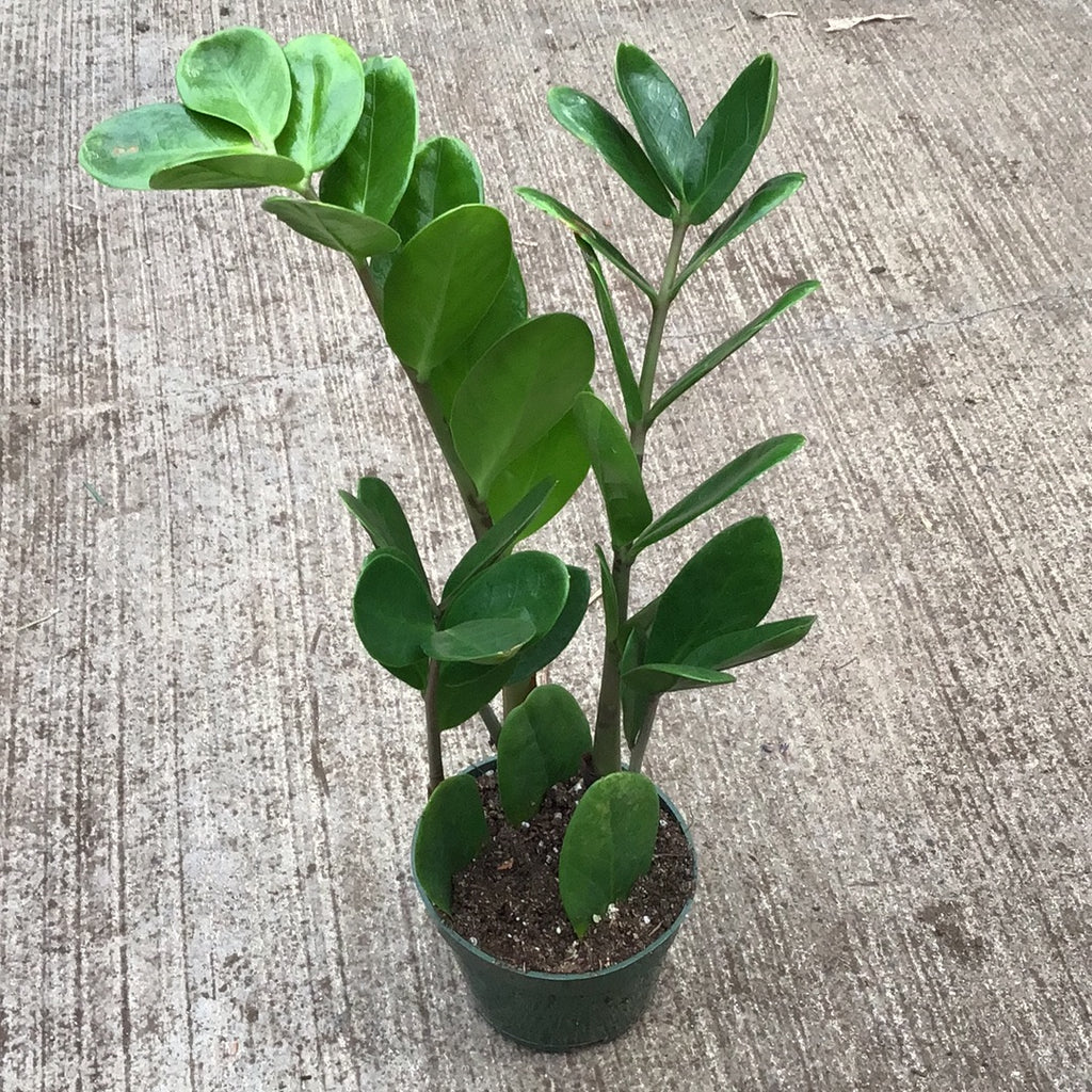 ZZ Plant - 