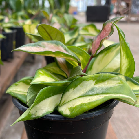 Hoya - 