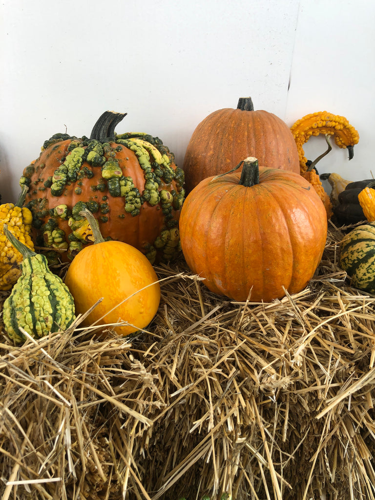 Pumpkins - (2026)