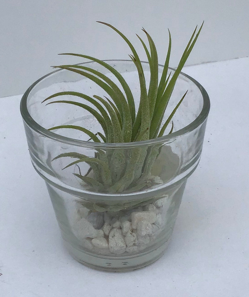 Tillandsia AKA Air Plants - Assorted in trio bag